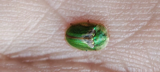 Cassida
