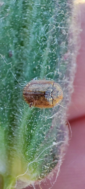 Hypocassida
