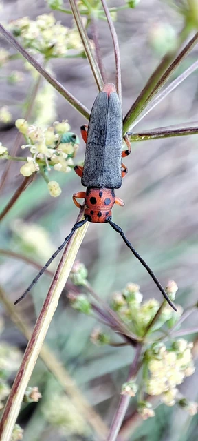 Phytoecia argus - árgusszemű cincér