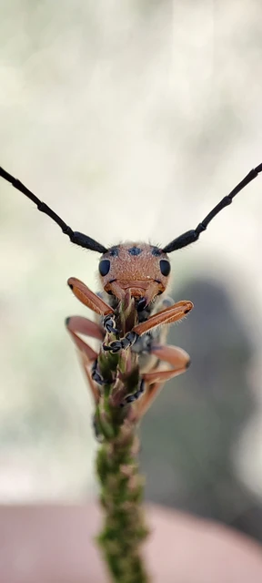 Phytoecia argus - árgusszemű cincér
