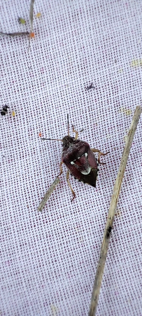 Stagonomus amoenus Stagonomus amoenus