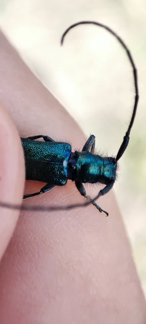 Agapanthia violacea - kék somkórócincér