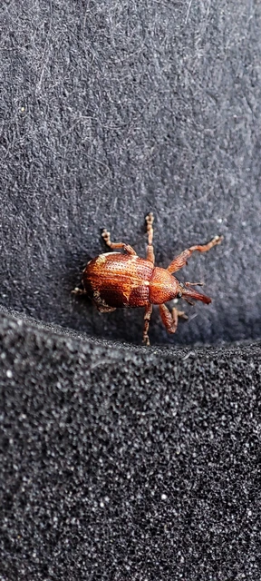 Anthonomus chevrolati - cseregalagonya-rügylikasztó Anthonomus chevrolati - cseregalagonya-rügylikasztó