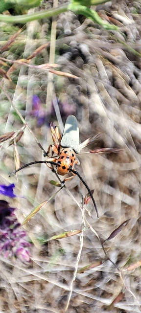 Phytoecia argus - árgusszemű cincér