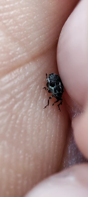 Curculionidae - ormányosbogár-félék