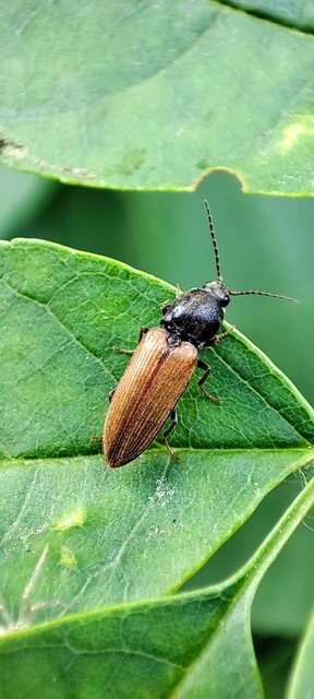 Elateridae - pattanóbogárfélék