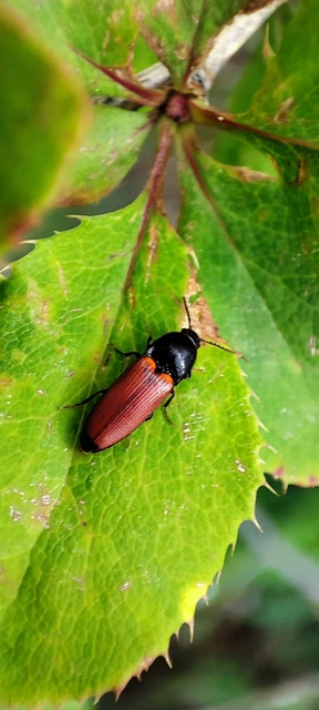 Ampedus