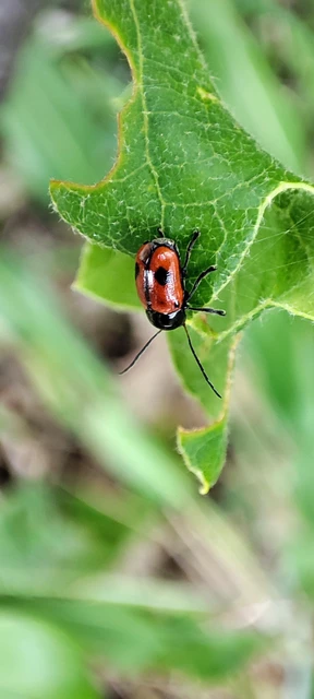 Cryptocephalus bipunctatus - kétpettyes zömökbogár