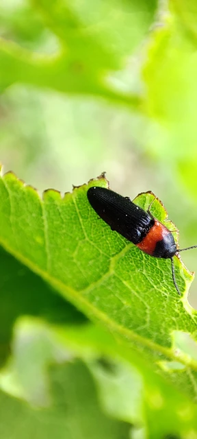 Ampedus sinuatus - felemásnyakú pattanó