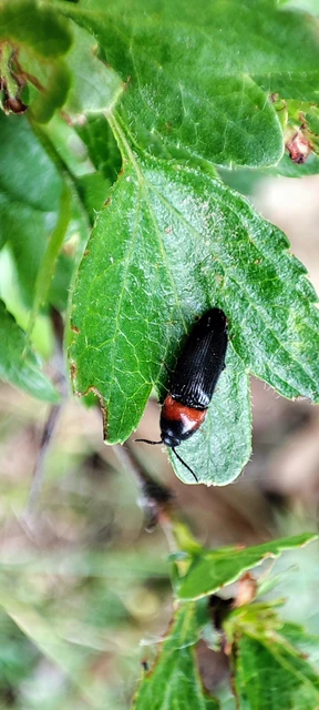 Ampedus sinuatus - felemásnyakú pattanó