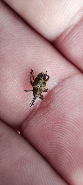 Curculio glandium - tölgymakkzsuzsóka