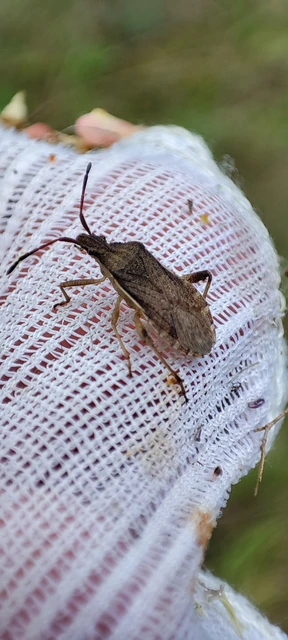 Ceraleptus