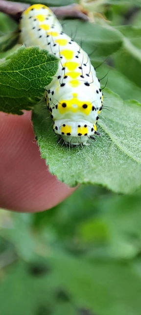 Diloba caeruleocephala - őszi kékesbagoly