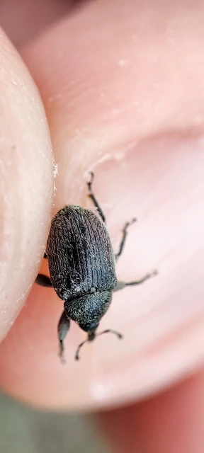 Rhinusa asellus - szőrcsillagos ökörfarkkóró-ormányos