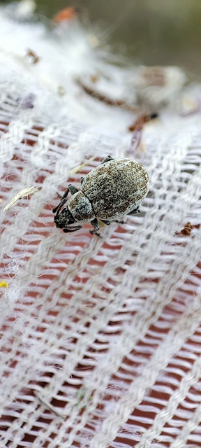 Peritelus familiaris - nagy kendermagbogár