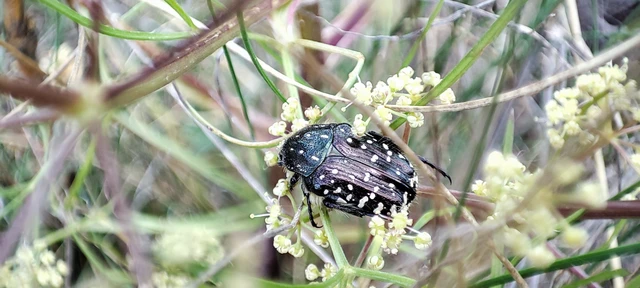 Oxythyrea funesta - sokpettyes virágbogár