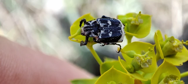 Valgus hemipterus - suta virágbogár