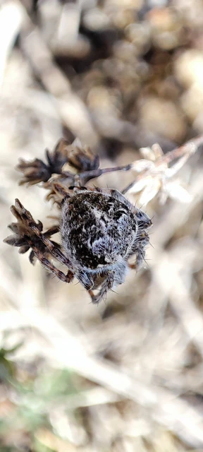 Araneidae - keresztespókok