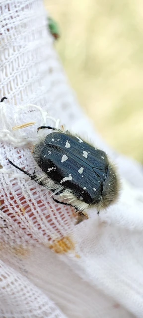 Tropinota hirta - bundás virágbogár