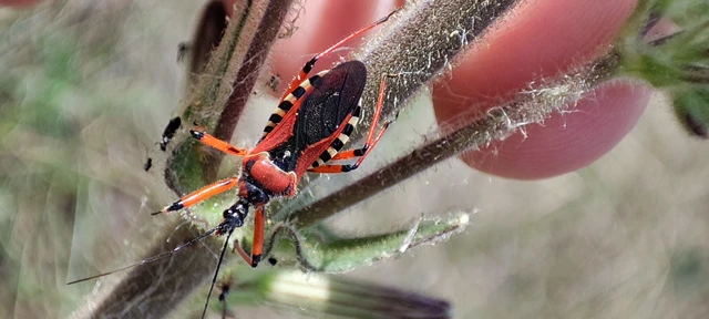 Rhynocoris iracundus - közönséges gyilkospoloska