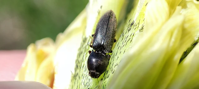 Elateridae - pattanóbogárfélék