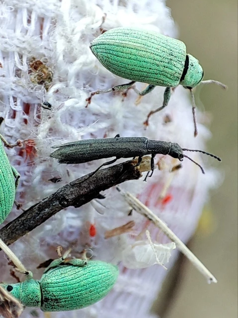 Dolichosoma lineare - ösztövér karimásbogár