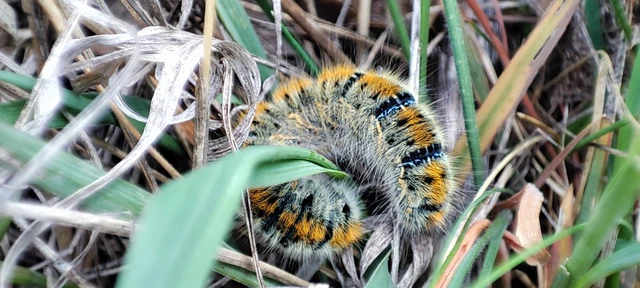 Lasiocampa trifolii - lóhereszövő