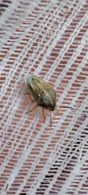 Neottiglossa leporina - sárgahasú címerespoloska Neottiglossa leporina - sárgahasú címerespoloska