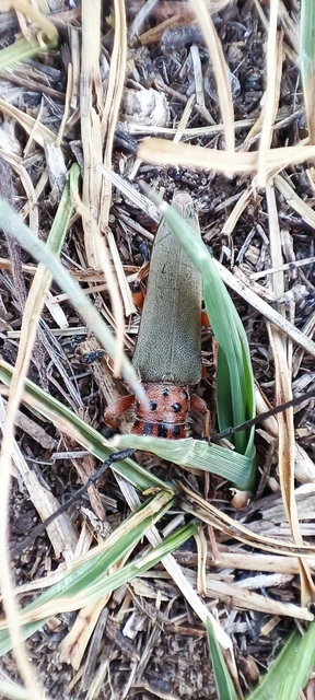 Phytoecia argus - árgusszemű cincér