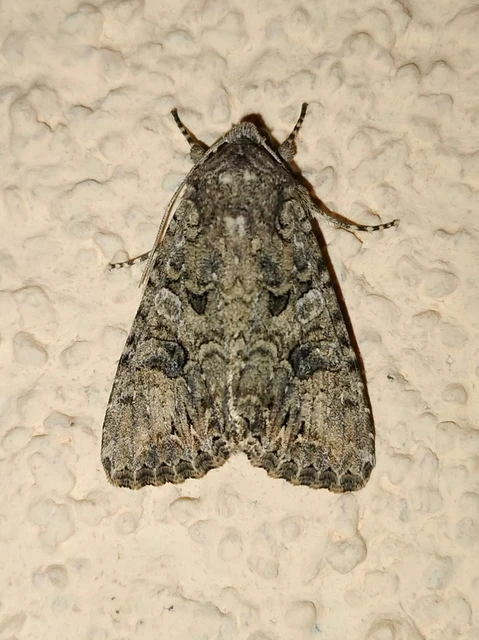 Hadula trifolii - lóherebagoly