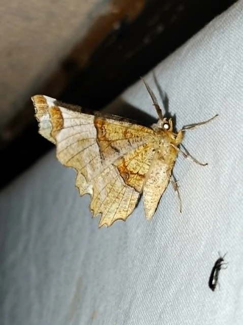 Selenia lunularia - egyfoltos holdasaraszoló