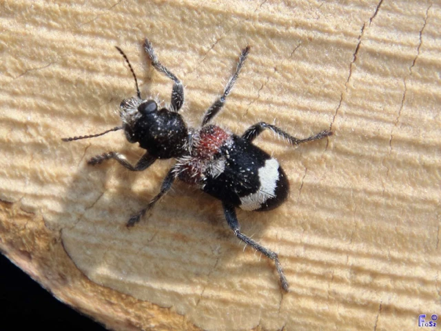 Clerus mutillarius - feketenyakú szúfarkas