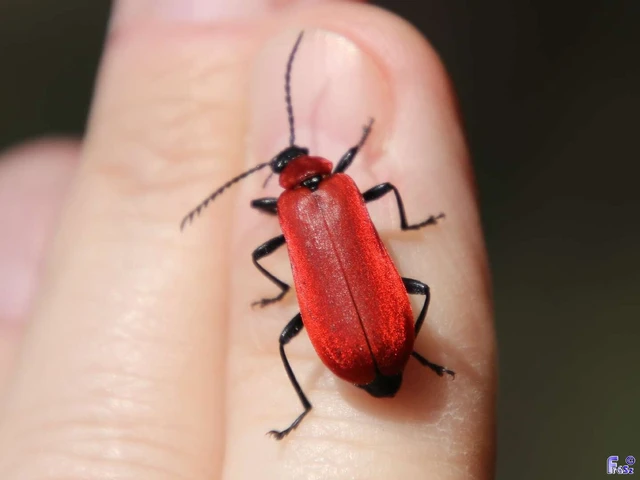 Pyrochroa coccinea - nagy bíborbogár