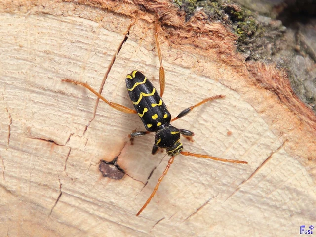Plagionotus arcuatus - bársonyos darázscincér