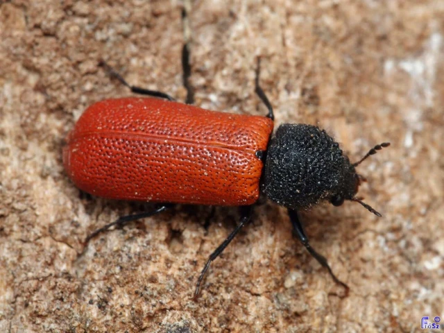Bostrichus capucinus - piros csuklyásszú