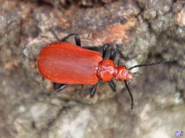 Pyrochroa serraticornis - közép-bíborbogár Pyrochroa serraticornis - közép-bíborbogár