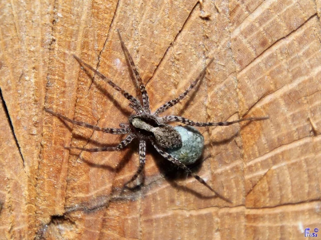 Pardosa