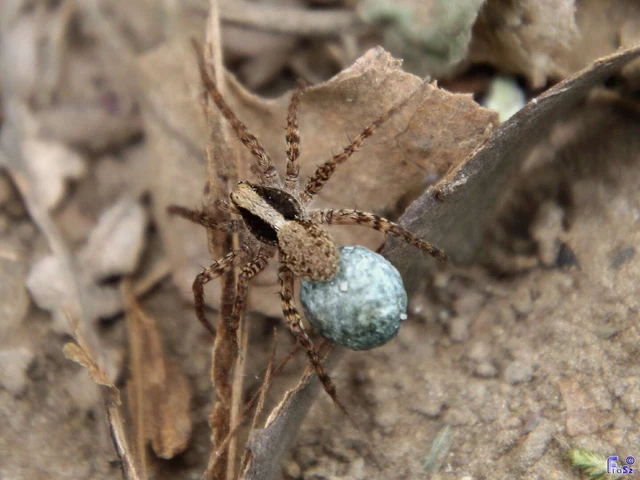 Pardosa