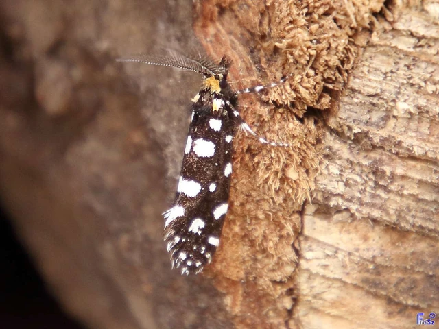 Euplocamus anthracinalis - fésűscsápú korhadékmoly