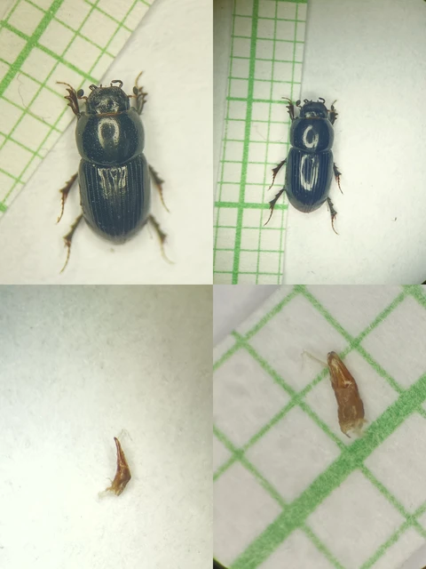 Aphodius granarius - szurokszínű trágyabogár