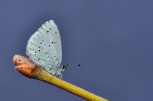 Celastrina argiolus - bengeboglárka