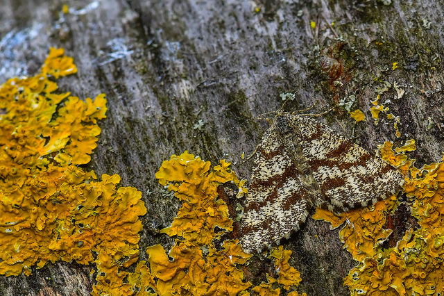 Ematurga atomaria - barna rétiaraszoló