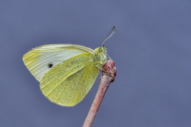 Pieris rapae - répalepke