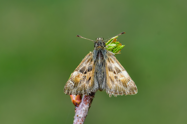 Carcharodus alceae - mályva-busalepke