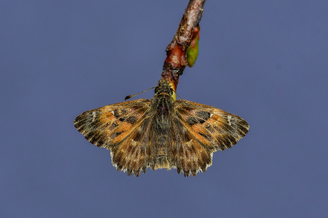 Carcharodus alceae - mályva-busalepke