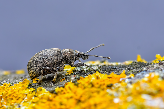 Otiorhynchus ligustici - vincellér-gyalogormányos