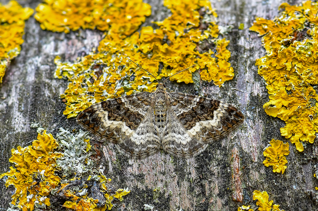 Epirrhoe alternata - galaj-tarkaaraszoló