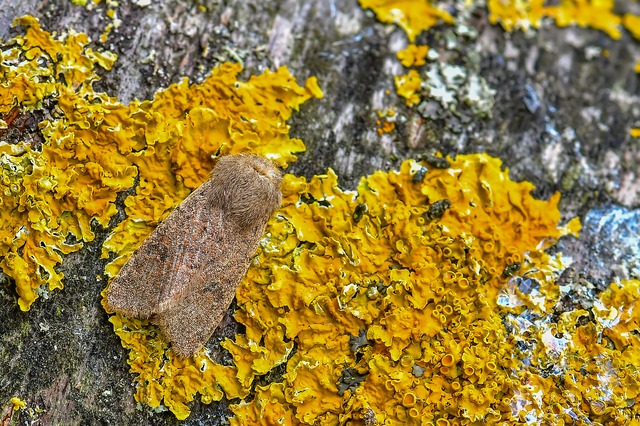Orthosia cruda - kis barkabagoly