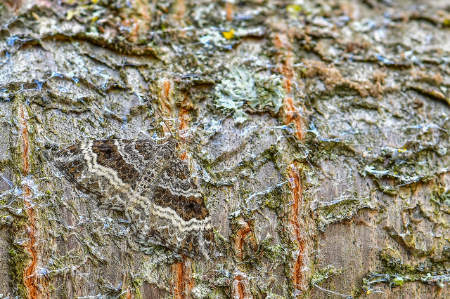 Epirrhoe alternata - galaj-tarkaaraszoló