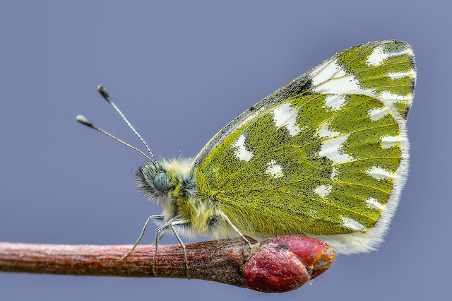 Pontia edusa - rezedalepke